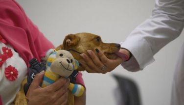 Animals become healing companions in Mexico hospital