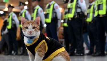 Paw patrol: Philippine security guards adopt stray cats