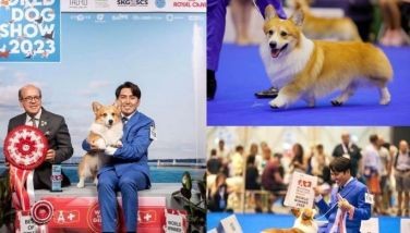 Corgi from the Philippines wins at World Dog Show 2023