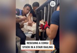 Rescue of corgi stuck between stair railing goes viral