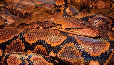 Australian receives P85,000 fine for surfing with python