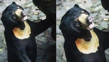 'I'm a sun bear!': Bear in viral video denies being Chinese zoo staff in costume; biologist supports claim